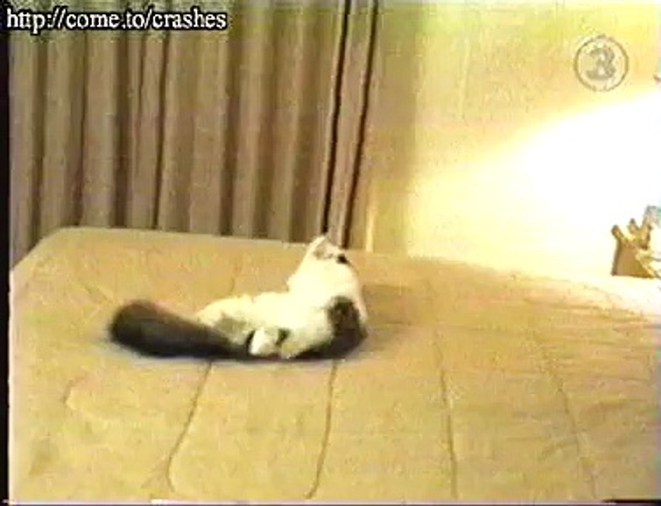 funny animal moments suicide cat