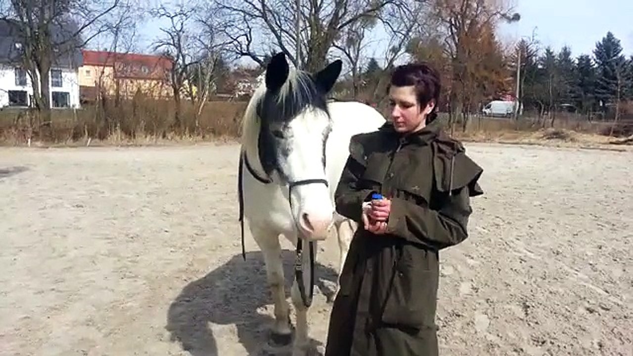 Clickertraining - Anfänge Wangentarget