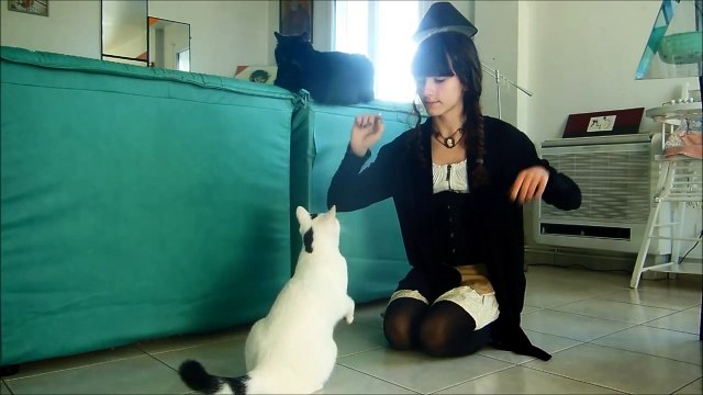 Comment apprendre le ASSIS à son chat
