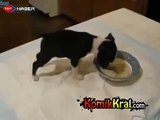 Yemek yerken kendini kaybeden yavru köpek
