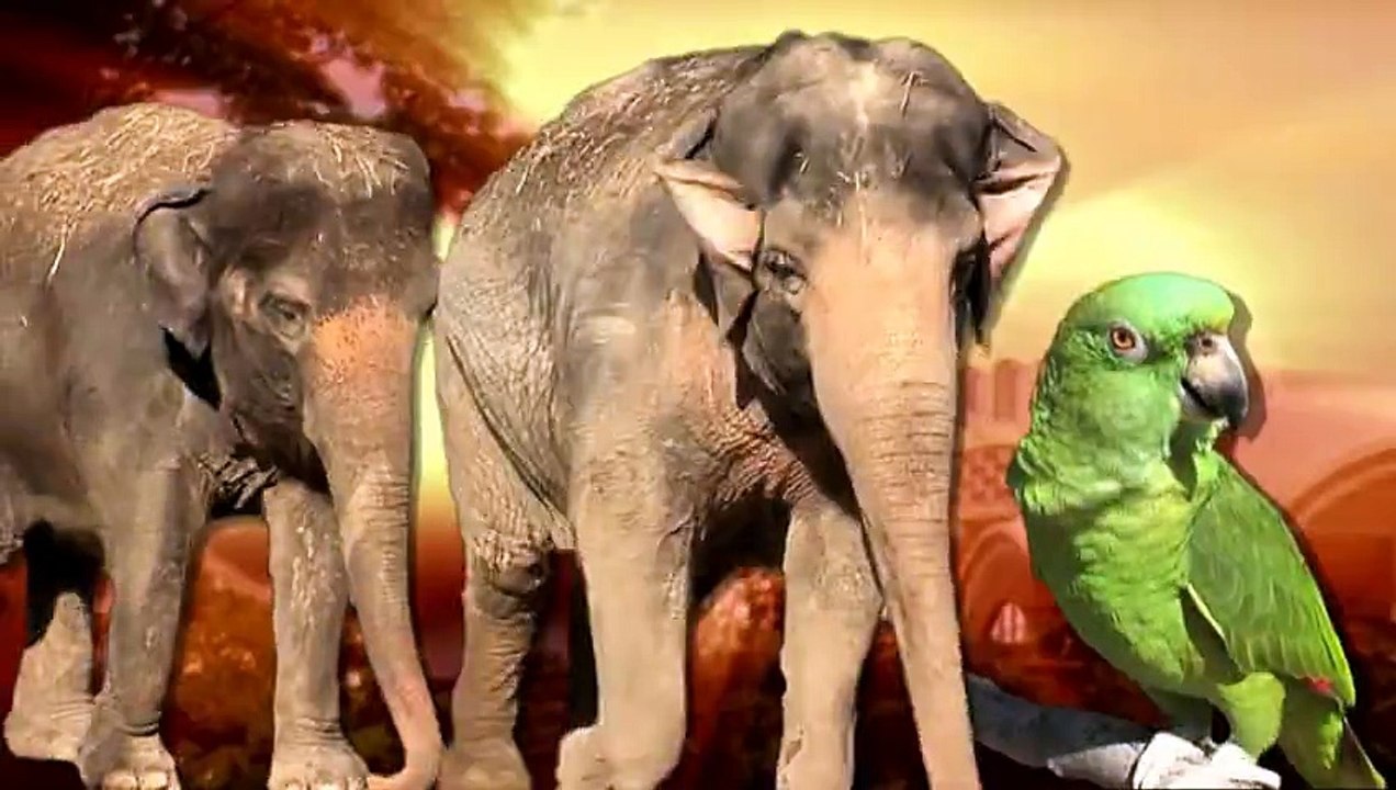 Ces adorables pandas rouges découvrent la neige pour la première fois !