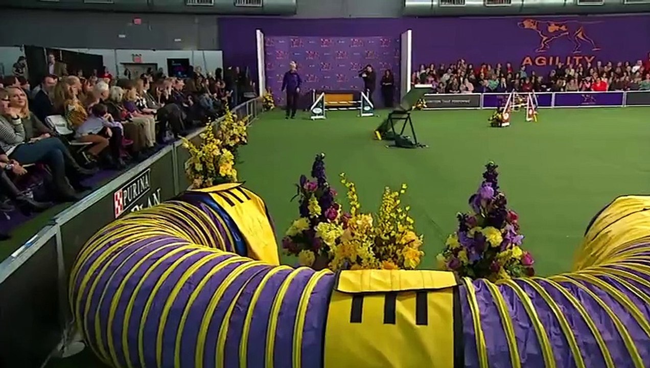 Ce chien vient de battre le record de 2 secondes dans une course d'agilité ! Un véritable exploit !