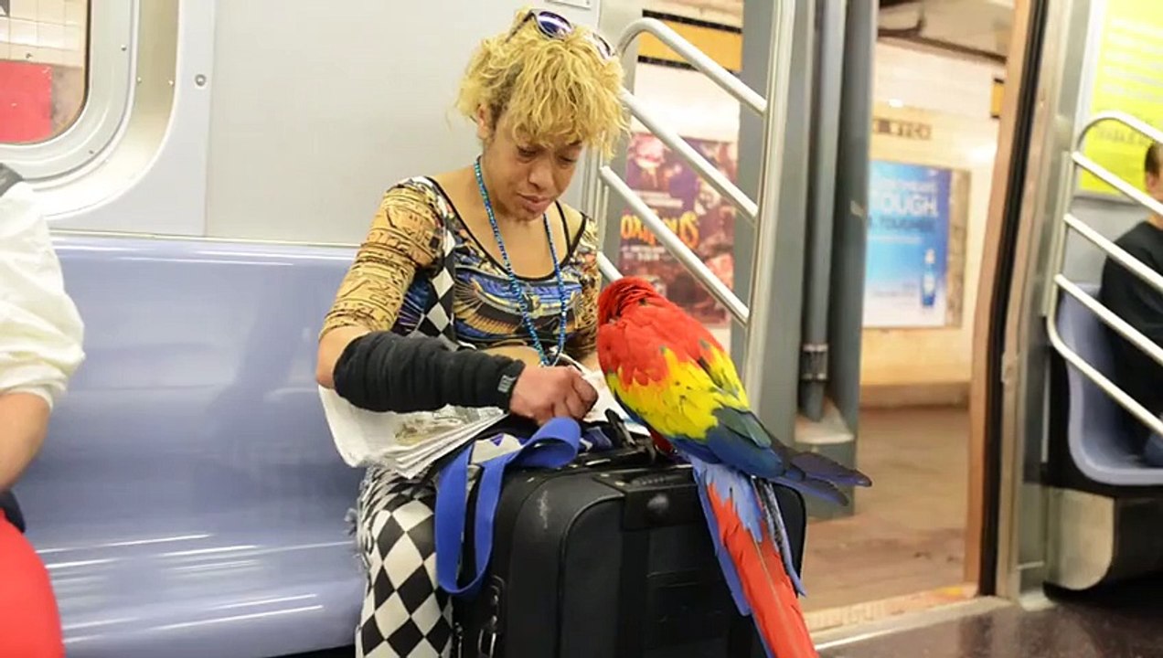 Elle balade son perroquet dans le métro de New-York MDR !