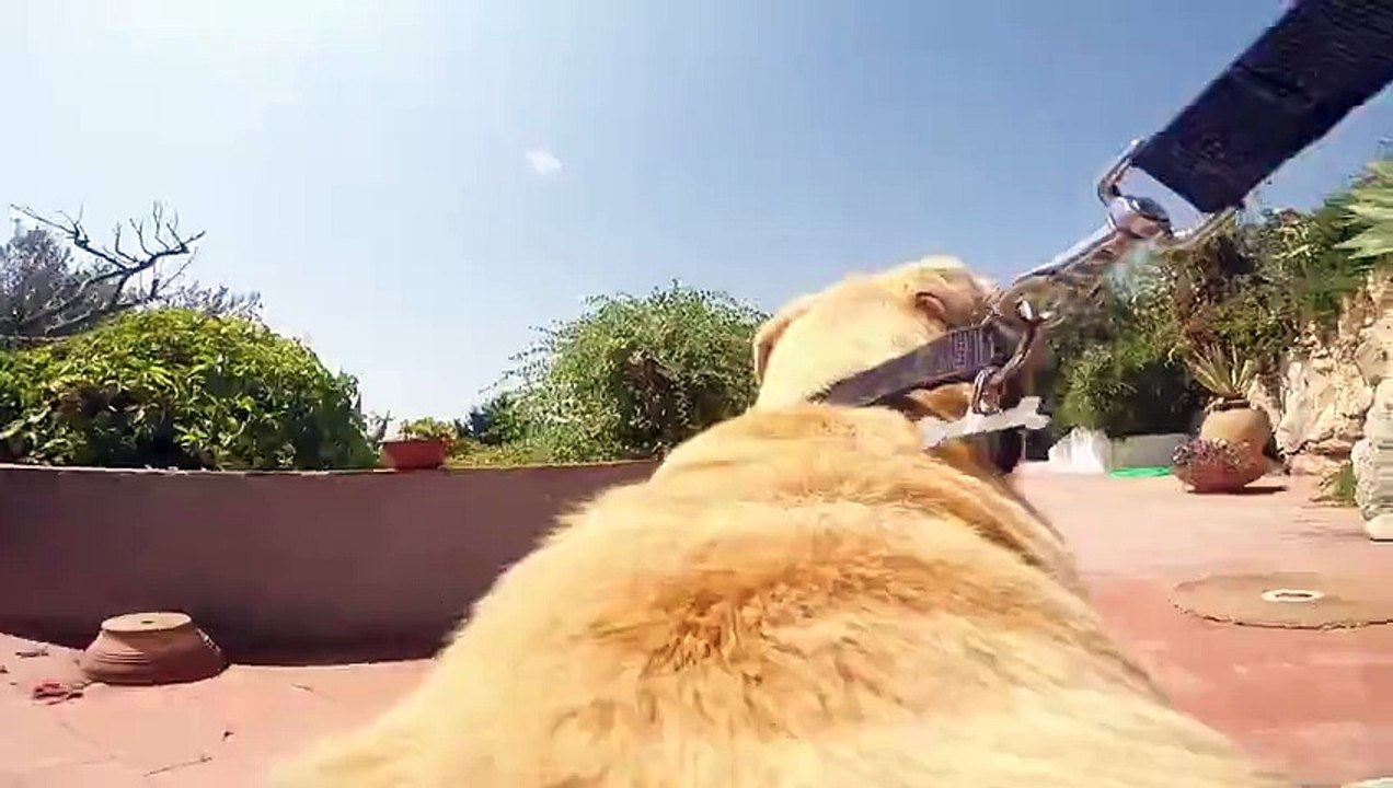 Ce chien traverse toutes les dunes avant de se jeter dans l'eau ! Le tout filmé en Go Pro embarquée !