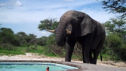 Un éléphant vinet boire dans une piscine pendant que son proprio est dedans