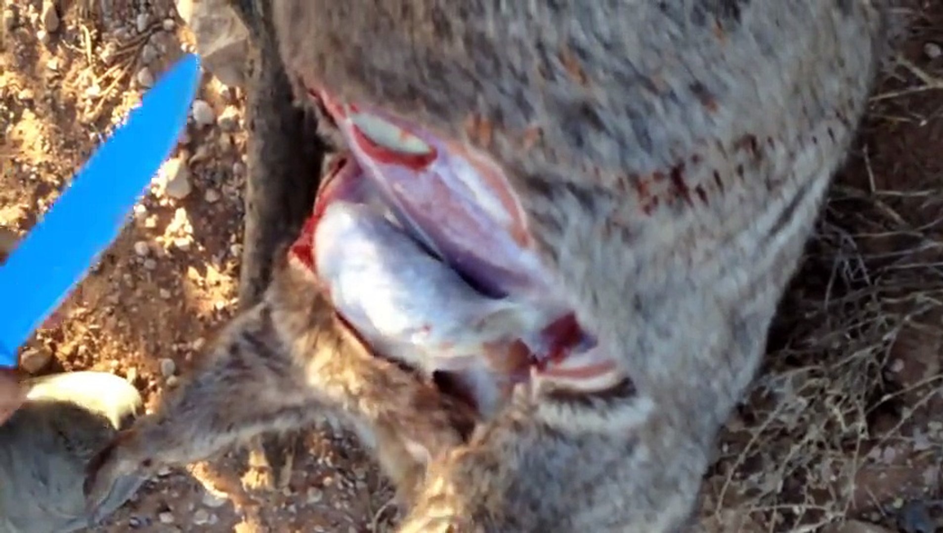 Ces 2 australiens sont de vraies héros ! Ils sauvent la vie d'un bébé Wombat !