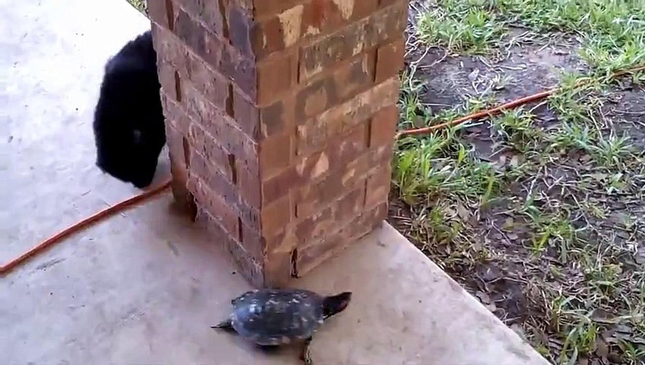 Course poursuite entre un chat et une tortue