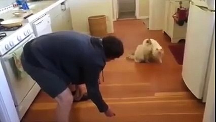 Your cat might be cool, but it'll never be this cool.