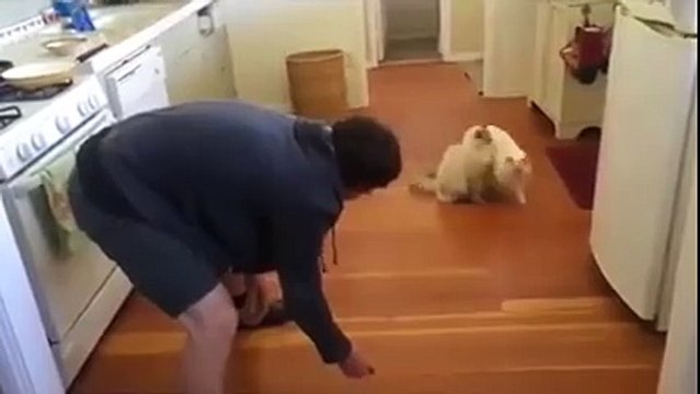 Your cat might be cool, but it'll never be this cool.