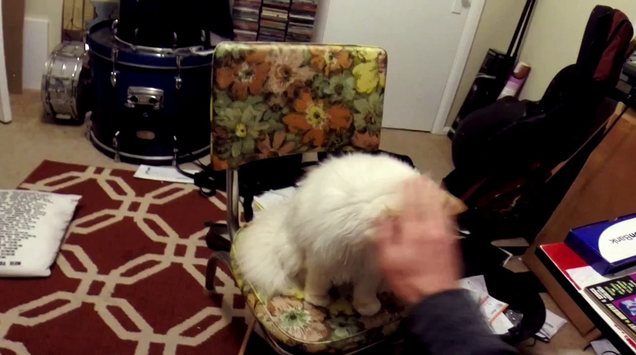 Richard Ragdoll Cat donne propriétaire d'un high five / Richard the Ragdoll Cat gives owner a high five