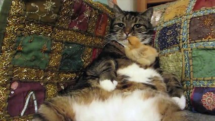 Poussin bébé siestes sur le ventre de chat / Baby chick naps on cat's belly