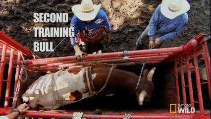 Dangerous Encounters - Backyard Monsters_ Bull Ride Training