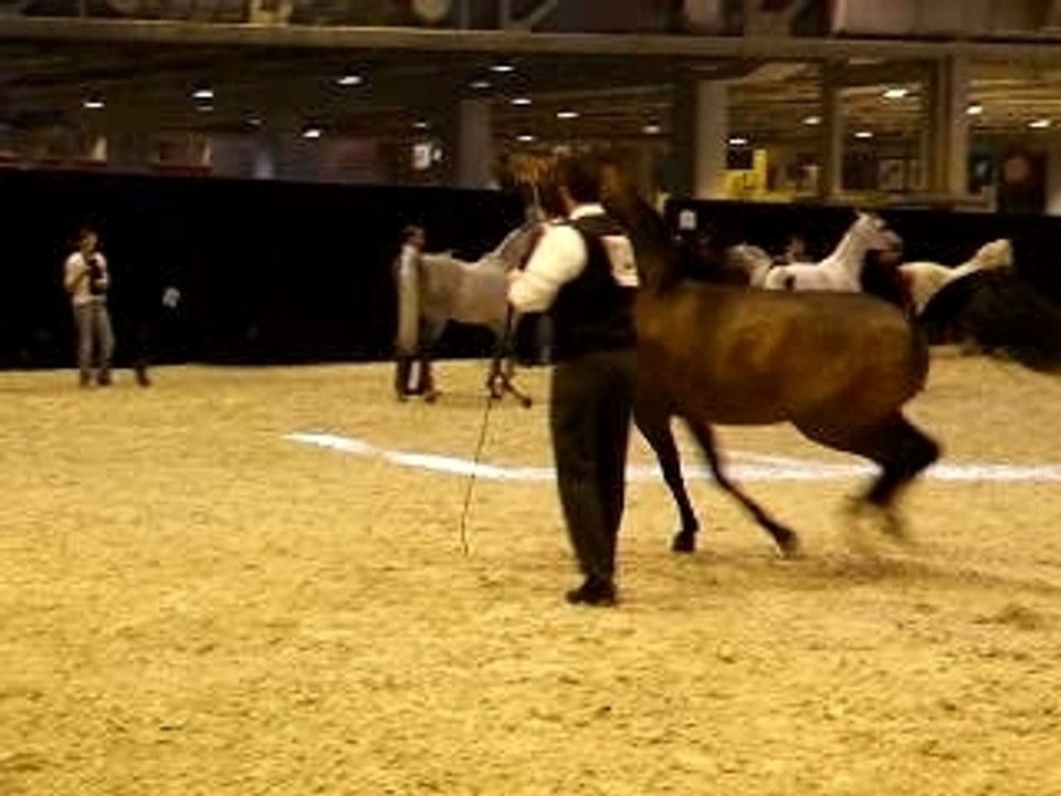 Salon du Cheval 2006