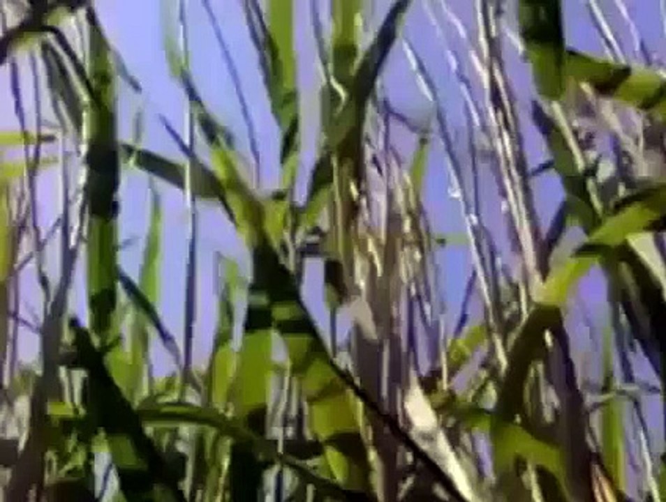 k6