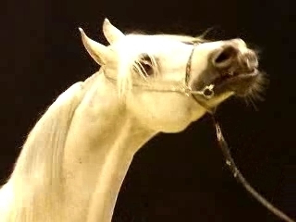 Salon du Cheval 2006