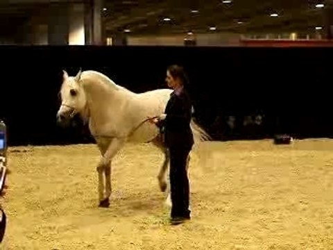 Salon du Cheval 2006