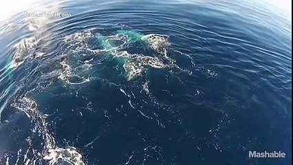 Watch rare drone footage of gray whale superpod: