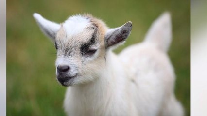 Teens Arrested After Stealing Goat for Prom-posal Video
