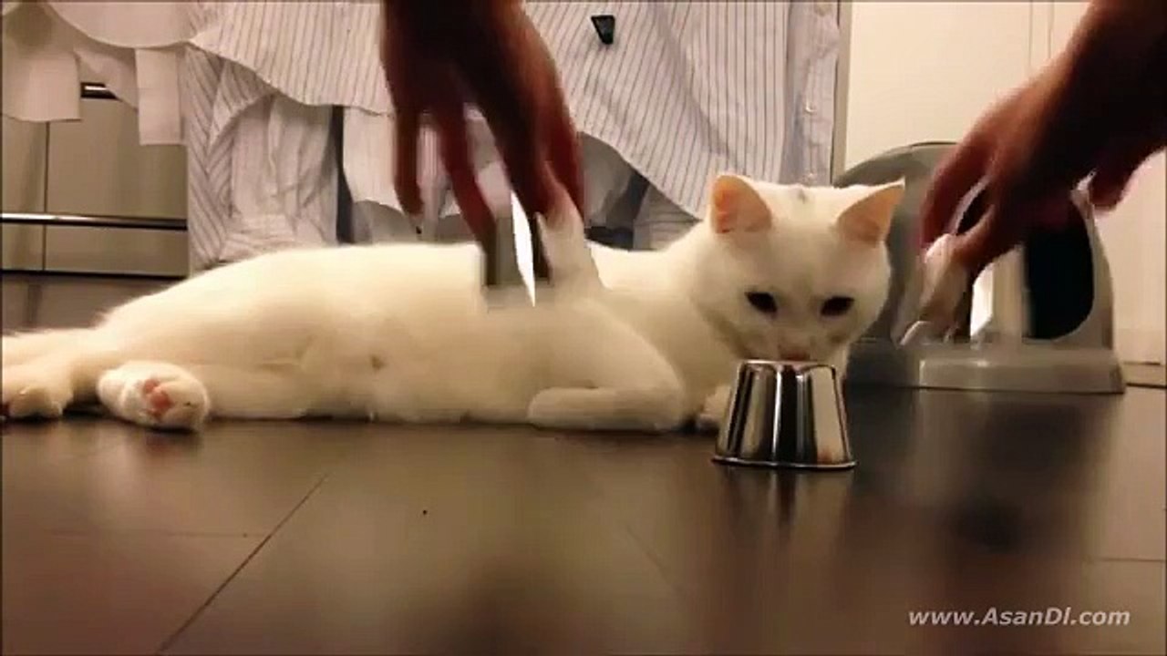 Clever Cat Video