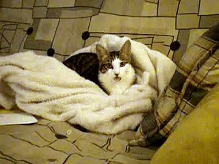 Weird Sucking Cat | Funny Videos