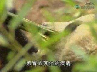 New Pandas for HK Part 1