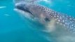 Watch a Whale Shark Feeding Up Close