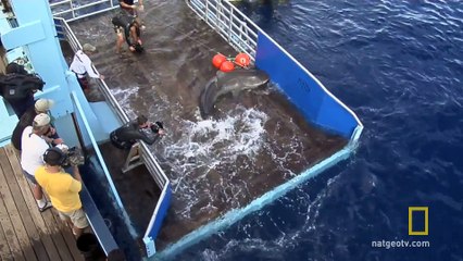 Shark Men_ Landing a Tiger Shark