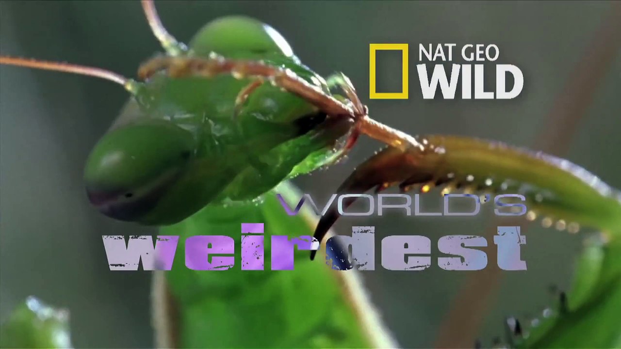 World's Weirdest - _Missile_ Birds