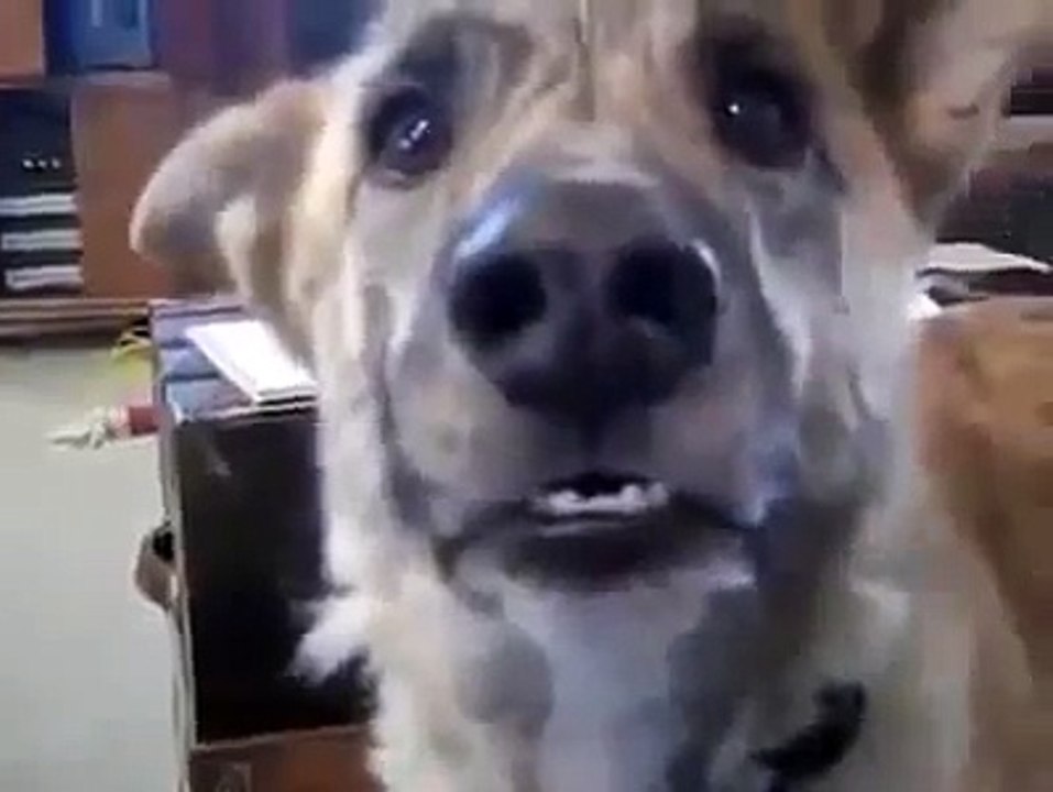 Hund spricht mit seinem Herrchen