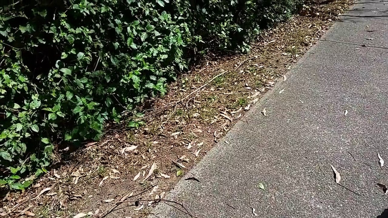 Lizard