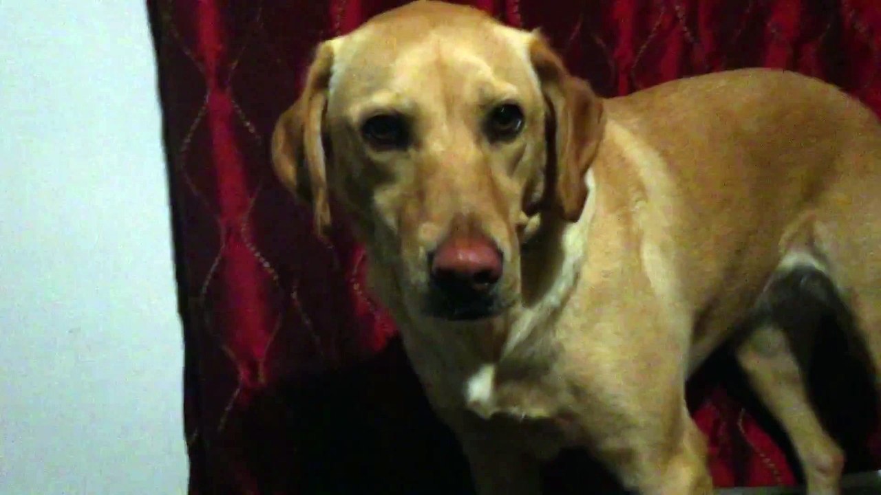 This Dog smiles on command : hilarious Labrador Trick!