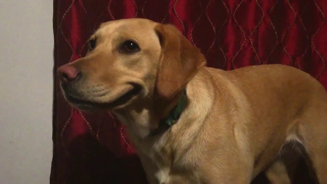 Ce chien sourit sur commande : trick de labrador!