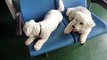 Bichon Frise Dogs on the Ferry (Boat)  to Ko Samui Thailand