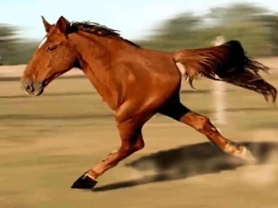 funny horse video