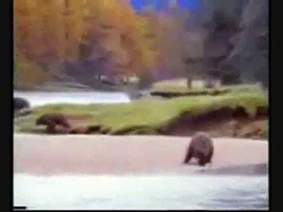 Guy Fights Bear For Fish