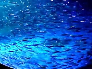 イワシの銀河水槽の迫力3（水族館、深海、ペット、海、動画、魚、生物）