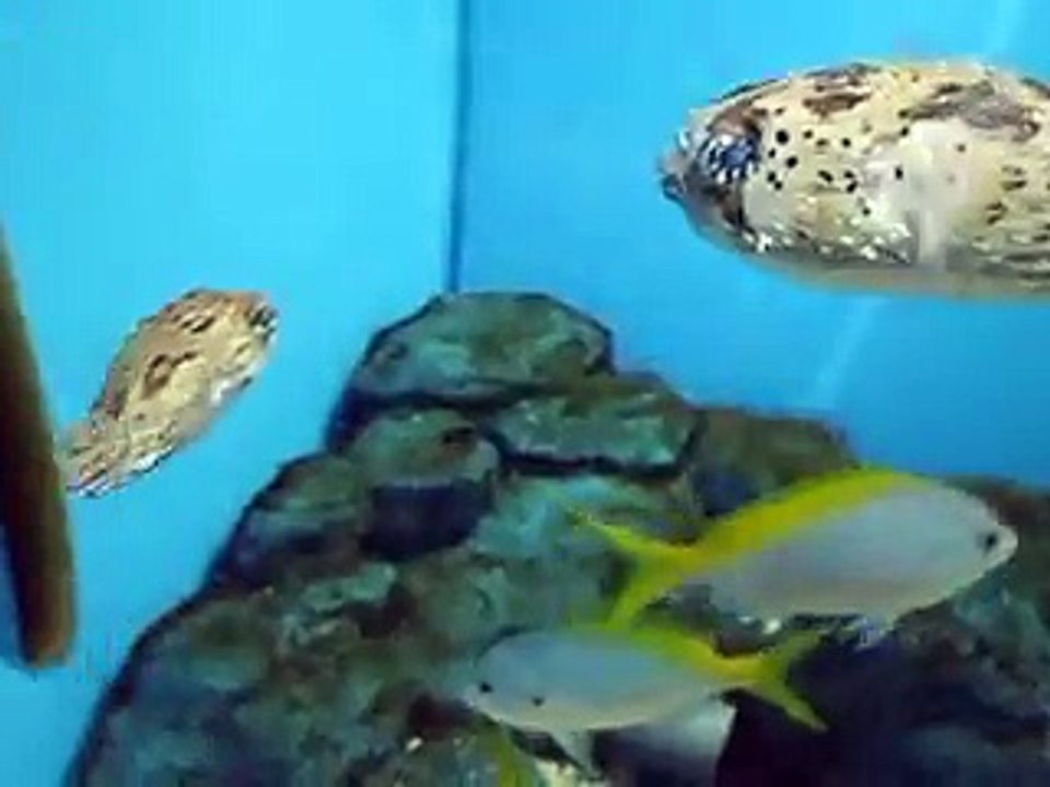 魚の自己鏡映像認知（水族館、深海、ペット、海、動画、魚、生物）