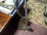 ロープにまとわりつく暴れ猫（ねこ、ネコ、ペット、動画、動物）