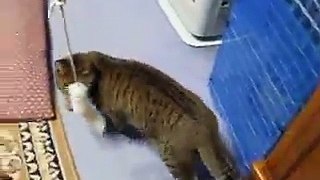 必殺！猫じゃらし PART 4 （cute cat ねこ、ネコ、ペット、動画、動物  video）