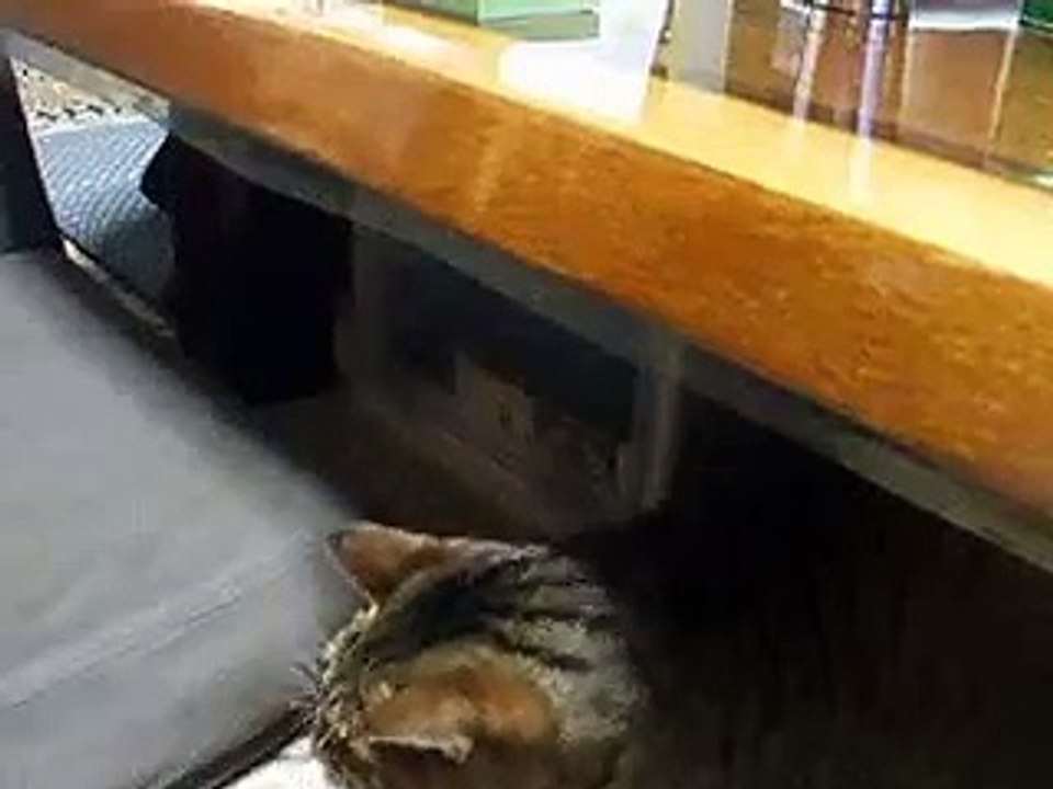 必殺！猫じゃらし PART2 （ねこ、ネコ、ペット、動画、動物）