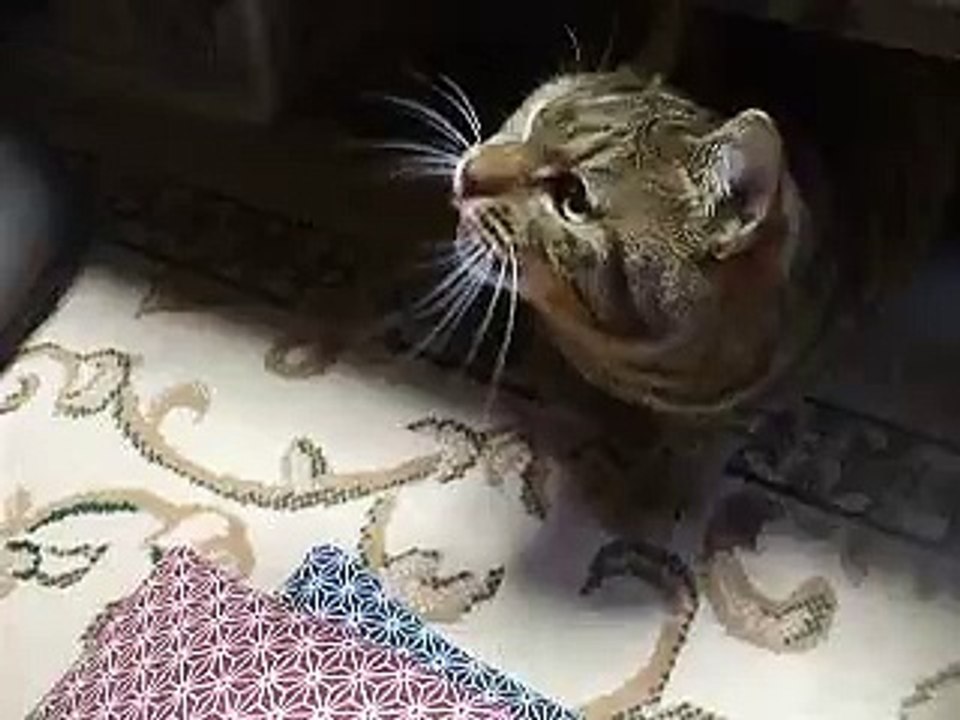 必殺！猫じゃらし（ねこ、ネコ、ペット、動画、動物、,cute cat pet video）