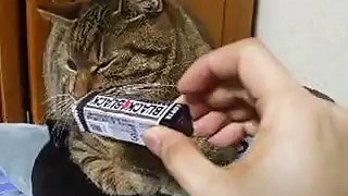 ＢＬＡＣＫＢＬＡＣＫガムの匂いをかぐ猫　（ねこ、ネコ、ペット、動画、動物）