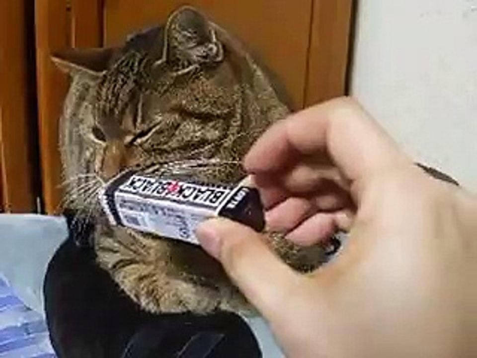 ＢＬＡＣＫＢＬＡＣＫガムの匂いをかぐ猫　（ねこ、ネコ、ペット、動画、動物）