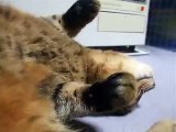 ごろごろしている猫　（ねこ、ネコ、ペット、動画、動物）