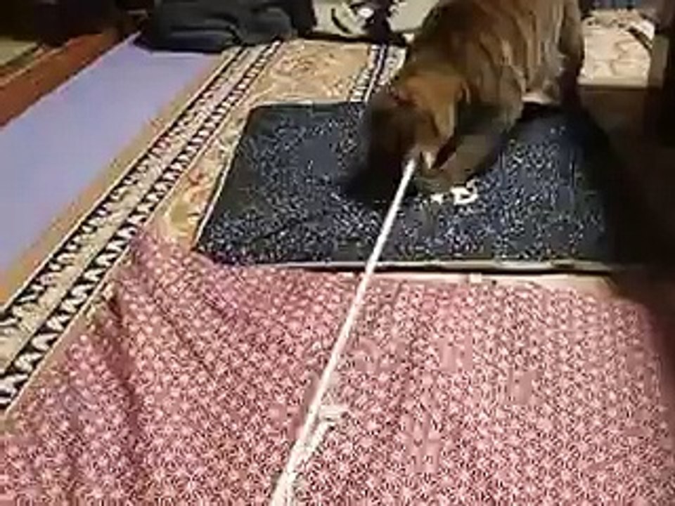 ひっぱり猫（ねこ、ネコ、ペット、動画、動物）