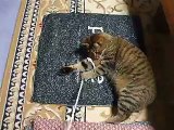 ロープにまとわりつく暴れ猫 part3 （ねこ、ネコ、ペット、動画、動物）