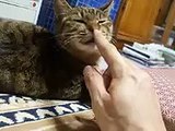 猫の鼻を触ってみた　（cute cat ねこ、ネコ、ペット、動画、動物、いたずら、ちょっかい video kitty）