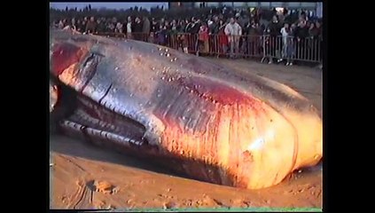 Baleines échouées sur la plage de Middelkerke, Belgique 1995