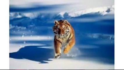 Vaccum Review Summary Video