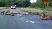 Cute Lion Cubs Cause A Roadblock In South Africa